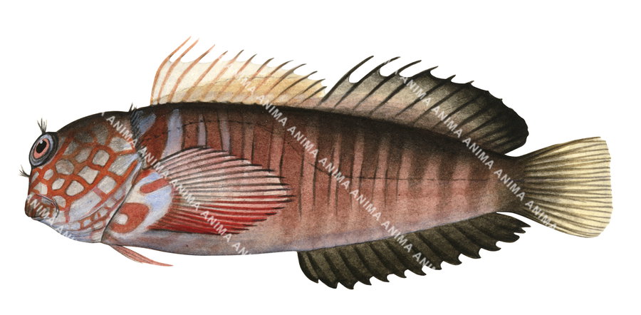 illustration on white background of the Barred Blenny,Cirripectes polyzona, side view with dark red stripes and red lines in the upper body.