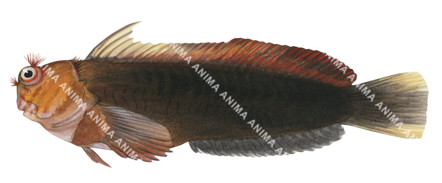 A fish illustration on white background of the Chestnut Blenny fish with a red and black coloration.