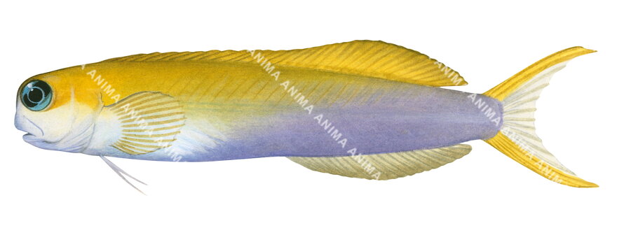 A fish illustration on white background of the Midas Combtooth Blenny with his body upside in yellow colour and half downside pale purple, The fish has blue and black eye.
