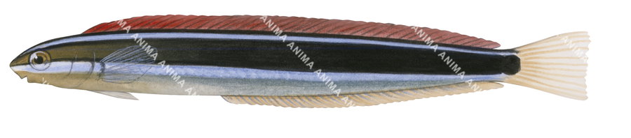 A close up illustration of a Bluestriped Fangblenny, depicted in a vertical orientation with a blue and black striped body , a upper body red fin and a pale yellow ventral fin.