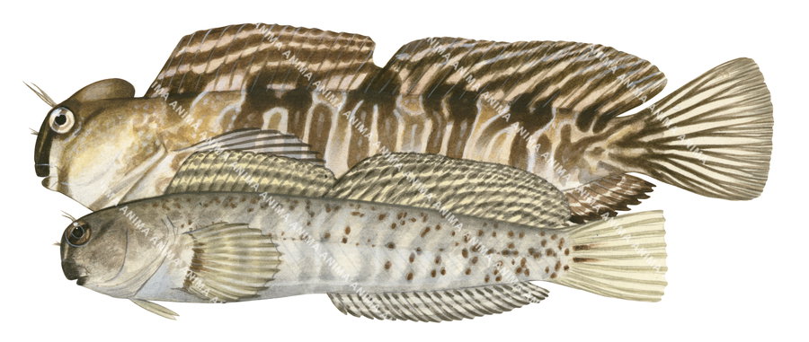 Rippled Rockskipper,Male and Female