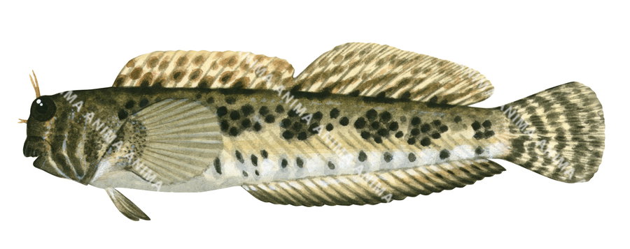 Illustration of a Blackspotted Rockskipper fish on a white background, side view with a brownish colour body with black spots.