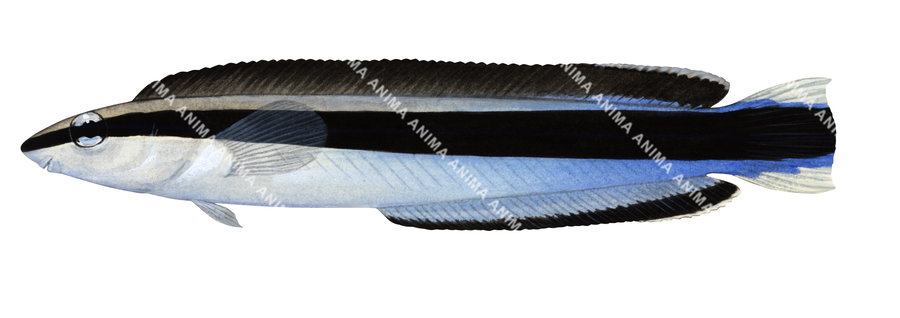 A detailed illustration of a False Cleanerfish, featuring a side profile of the fish with a predominantly blue and black coloration.