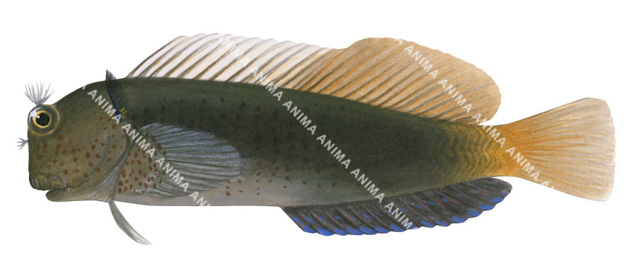Fish illustration on white background of the Hutchin's Blenny, side view with a brownish, dark green body colour and pale orange dorsal and rectal fins.
