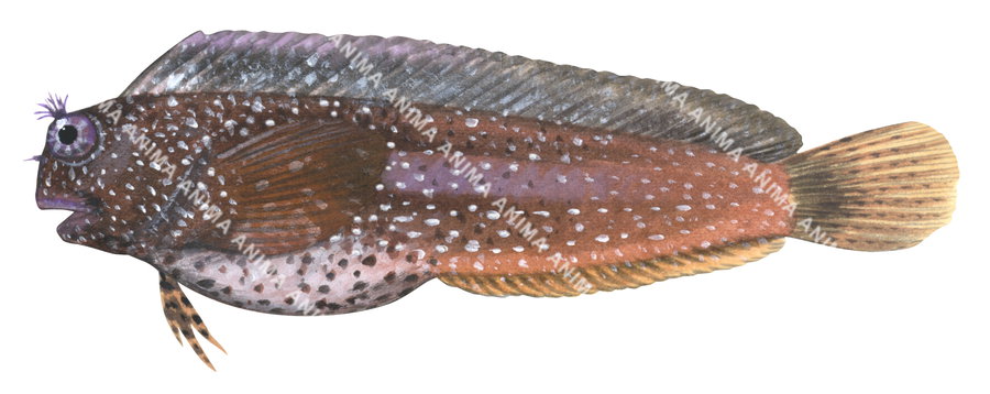 Fish illustration on white background of the Starry Blenny, side view.