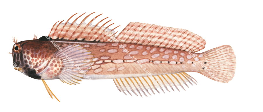 Fish illustration on white background of the Triplespot Blenny, side view , mostly pale orange colour.