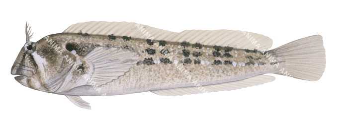 Illustration of a Tasmanian Blenny, side view on white background with mottled brown colour and black spots.