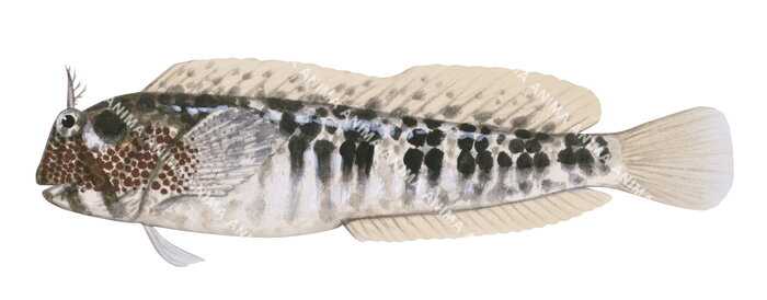 False Tasmanian Blenny