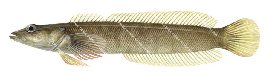 Scientific illustration of the Flathead Congolli,Halaphritis platycephala