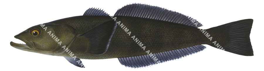 Patagonian Toothfish