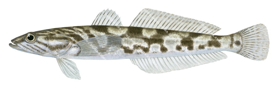 imagr of the Congolli,Pseudaphritus urvillii