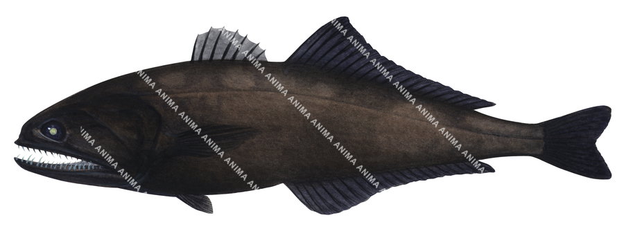 realistic illustration of the Fireline Swallower,side view on white background, its body is dark brown and black.