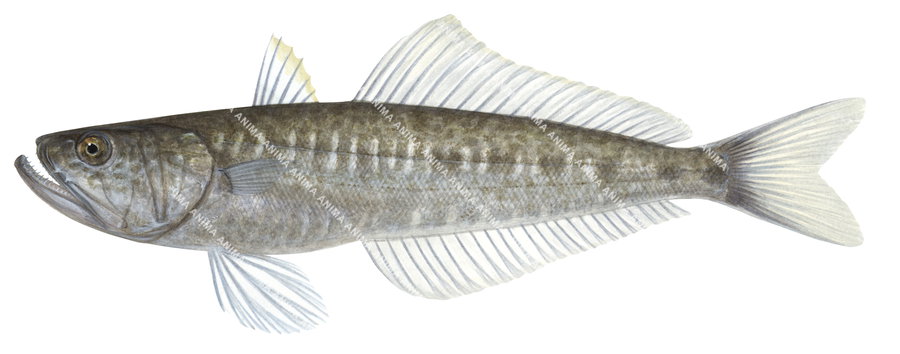 High Resolution realistic Illustration of the Snyder's Gaper,Champsodon snyderi