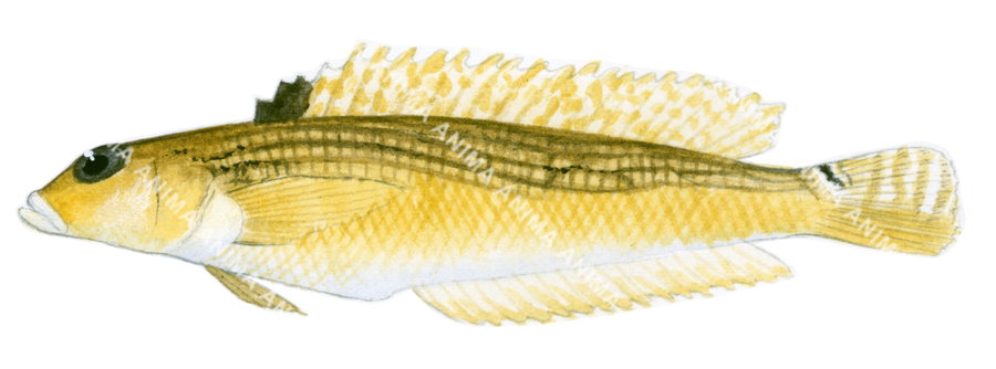 Illustration of a Banded Grubfish, with a yellow and brown colour scheme, side view.