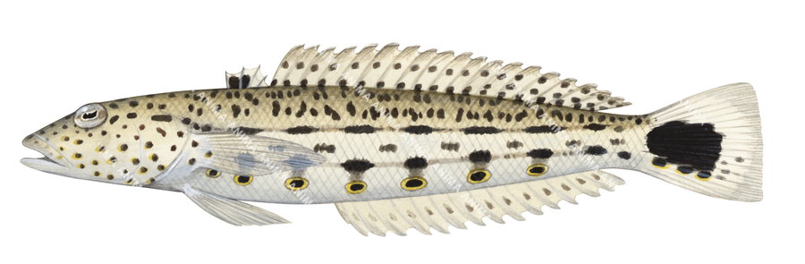 Illustration of a Blacktail Grubfish, showing the fish's body with black spots and lines on a beige colour body, side view.