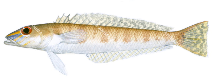 Bluenose Grubfish,Parapercis alboguttata