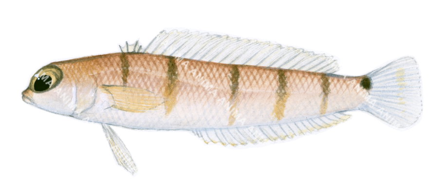 Illustration of a Narrowbarred Grubfish, showing the fish's body with its scales and fins, against a white background.