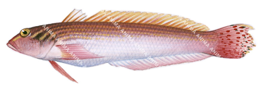 Fish illustration on white background of the Rosy Grubfish, side view.