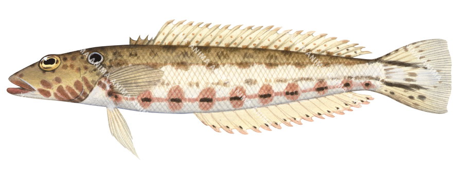 scientifically accurate illustration of a Spothead Grubfish, side view, white background.