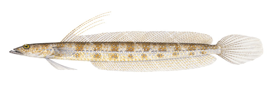 Illustration of the Spotted Sand-diver,Trichonotus setiger, side view and white background.