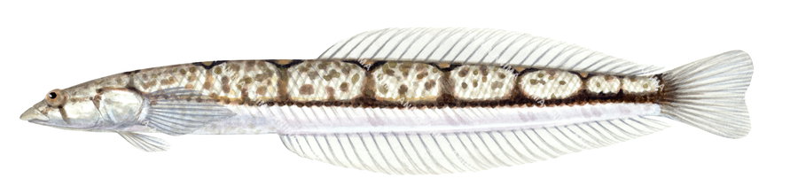 A realistic Illustration Tommyfish, scientific position and white background.