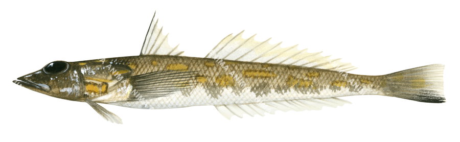 Illustration of a Blotched Duckbill fish, with a predominantly beige and white coloration, side view.