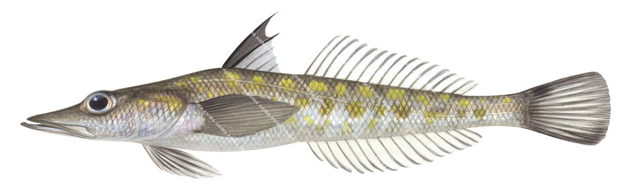 High quality accurate fish illustration of the Sharpnose Duckbill, side view on white background.