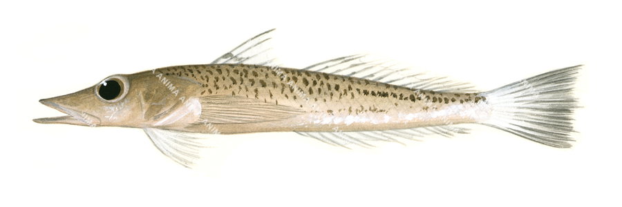 An illustration of the Spotted Duckbill, side view on white background.