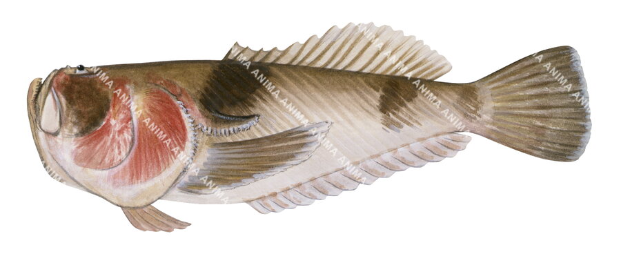 An illustration of a Fringe Stargazer fish, with a predominantly beige and brown color palette, depicting the fish's body and fins.