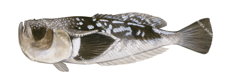 High quality fish illustration of the Spotted Stargazer on white background and side view.