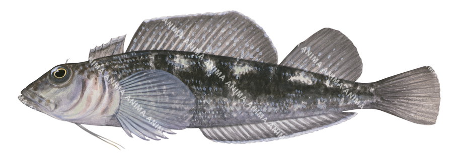 Fish illustration on white background of the Variable Threefin, side view mostly pale grey to dark grey colour.