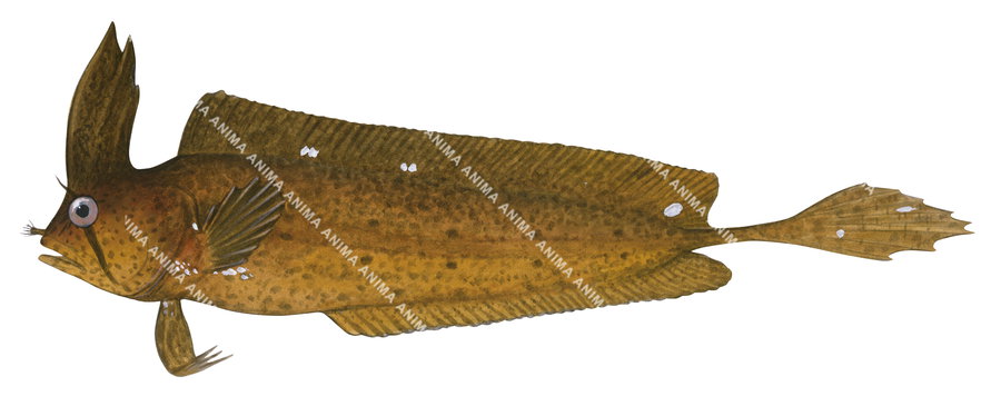 A fish illustration of a Yellow Crested Weedfish,Cristiceps aurantiacus, side view on white background.