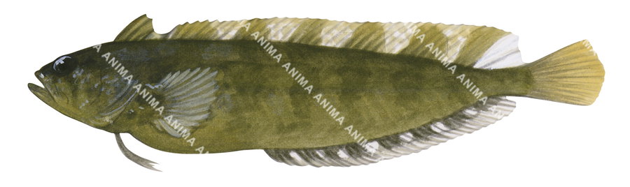 Fish illustration of a Banded Weedfish on a white background, side view and mostly dark green colour with darker patches.