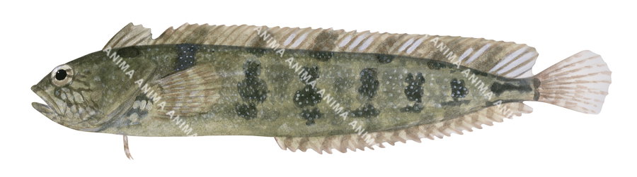 A fish illustration on white background of the Common Weedfish,lateral view in colour.