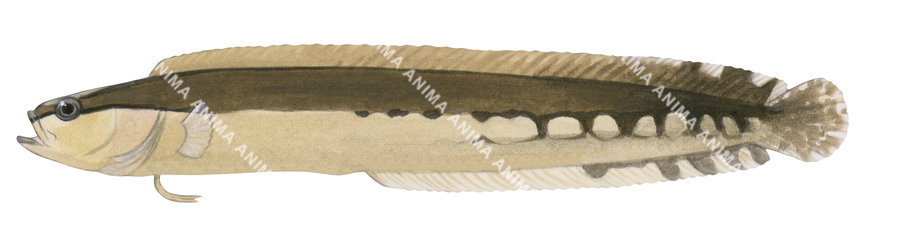 Illustration of a Black-backed Snake Blenny on white background and side view.