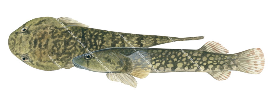 A dorsal and lateral view illustration of the Broad Clingfish on white background and in colour.