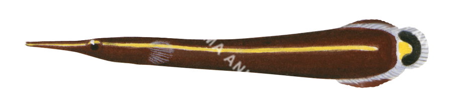 A fish illustration on white background of the Striped Clingfish, side view with a long yellow horizontal stripe in its body.