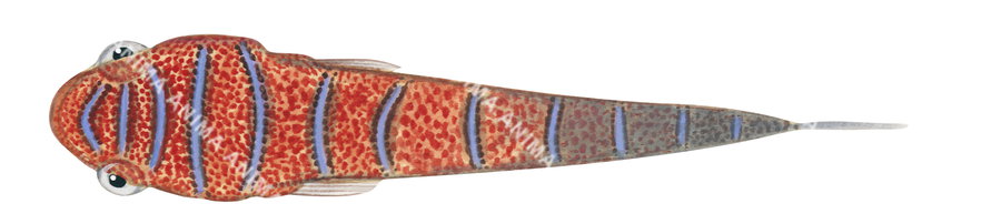 A fish illustration on white background of the Western Cleaner Clingfish,side view, in colour.