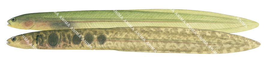 A fish illustration on white background of the Common Shore Eel in two different colours, one greenish and the other one brown with four oval spots on its body.