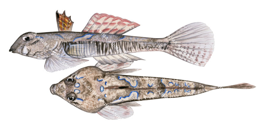 Fish illustration of the on white background of a Painted Stinkfish,Side and top views.
