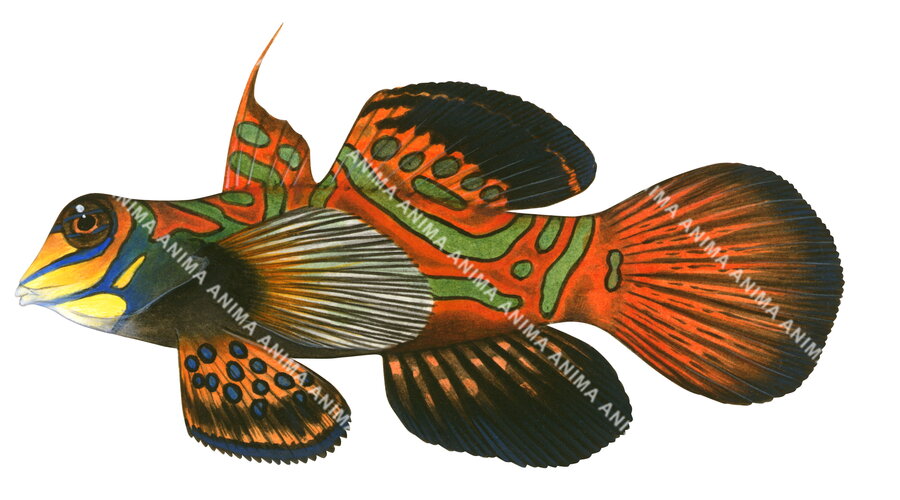 A detailed colourful illustration of a Mandarinfish on white background of the , lateral view. The fish body has multiple colours and a bright red round caudal tail,