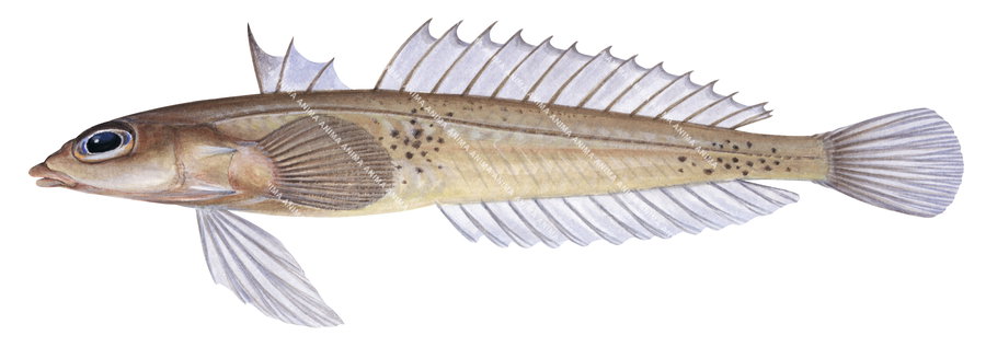 Side view illustration of the Uncommon Dragonet,Centrodraco insolitus on white background, side view, in colour.