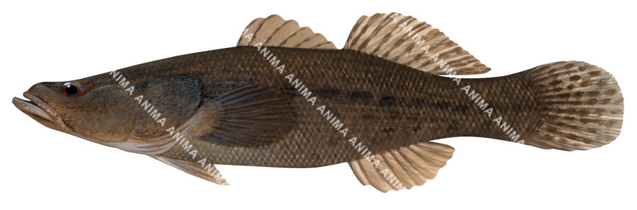 An illustration of a Sleepy Cod on white background, side view with a brown colour body.