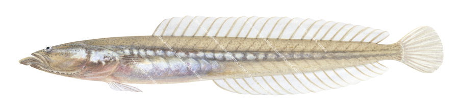 A fish illustration of the Sand Dart on white background, lateral view.