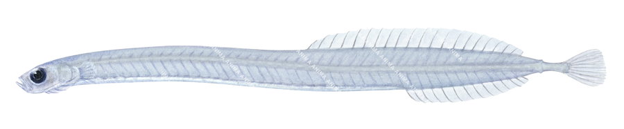 detailed fish illustration of the Infantfish,Schindleria sp., side view.