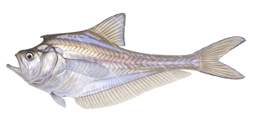 accurate fish illustration of the Nurseryfish,Kurtus gulliveri, lateral view.