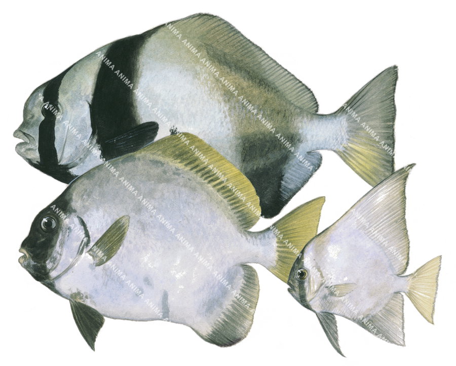 Illustration of a male, female, and juvenile Humphead Batfish on white background, side view, in colour.