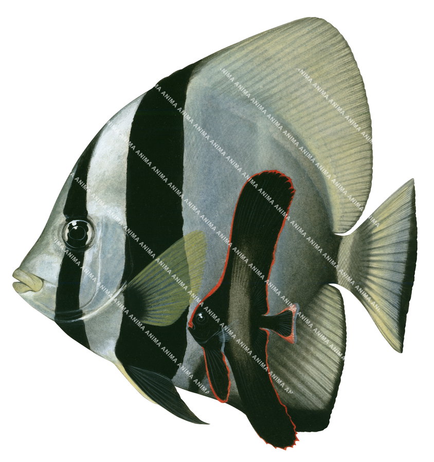 A detailed illustration of the Longfin Batfish, Adult and Juvenile on white background, side view, mainly grey and black colour with the juvenile having a red border all around its body.