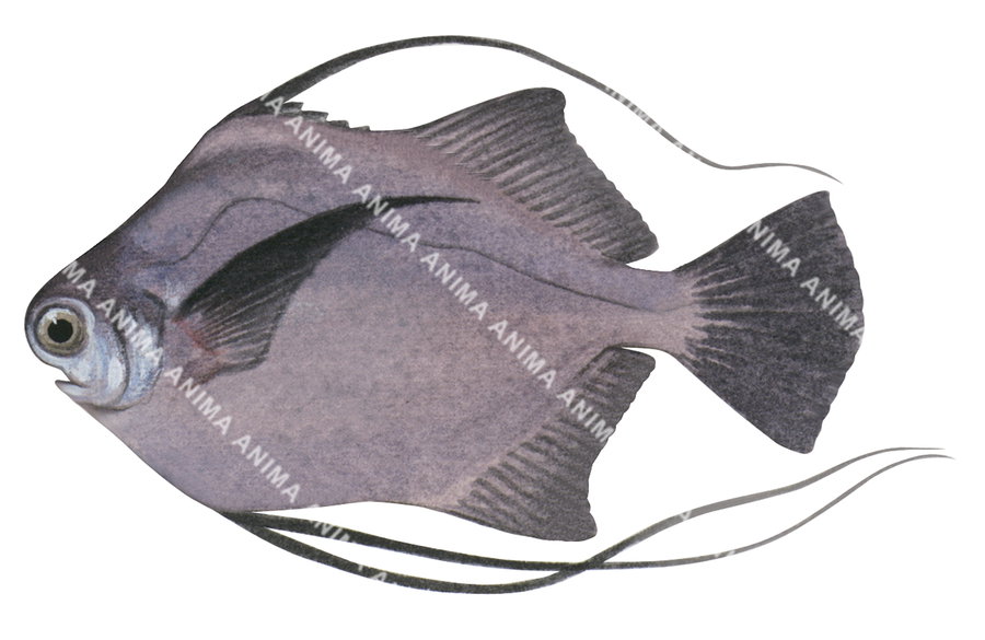 Illustration of a Threadfin Scat fish with a grey body and black fins on white background, side view.