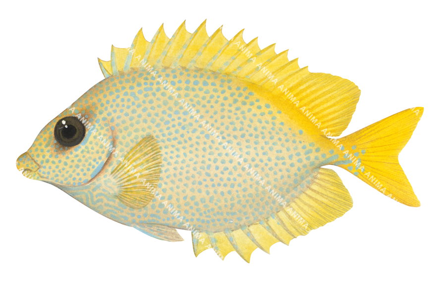 An detailed illustration of the Coral Rabbitfish on white background, side view with it body yellow with many light blues spots.